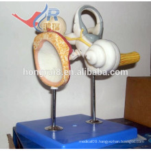 ISO Inner ear Model with Auditory ossicles and Tympanic Membrane